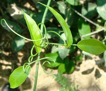  Leaves